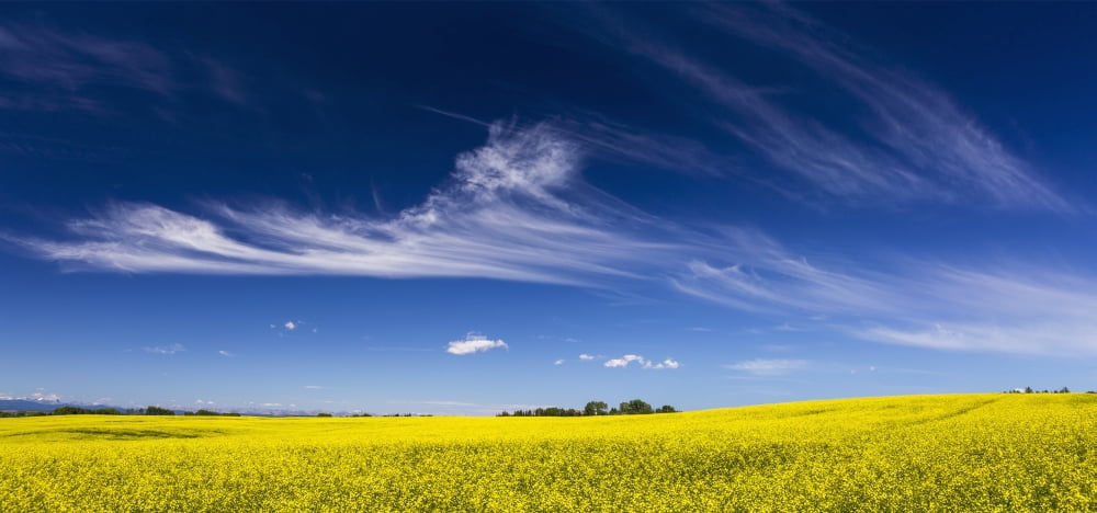 Flowering canola field with wispy clouds and blue sky Alberta Canada Canvas Art - Michael Interisano Design Pics (31 x 14)