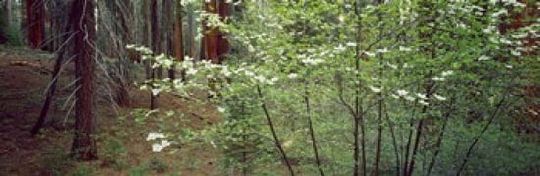 Flowering dogwood in bloom at sunrise Sequoia National Park California USA Canvas Art - Panoramic Images (18 x 6)
