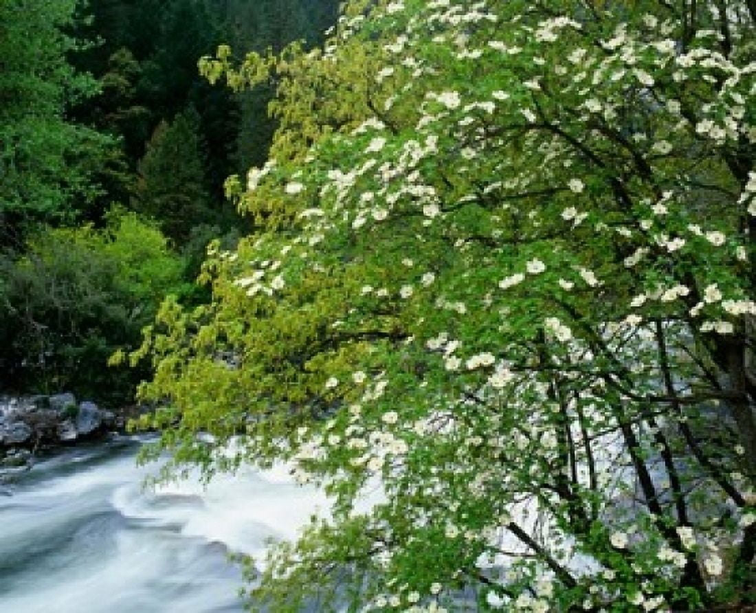 Flowering dogwood tree along the Merced River Yosemite National Park California Canvas Art - Jaynes Gallery DanitaDelimont (20 x 16)