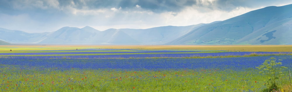 Flowering plants with mountain range in the backgrounds in Piani di Castelluccio Castelluccio Umbria Italy Canvas Art - Panoramic Images (27 x 9)