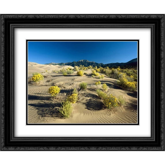 Flowering shrubs on the dune fields in front of the Sangre de Cristo Mountains, Great Sand Dunes Nat 2x Matted 24x20 Black Ornate Framed Art Print by Fitzharris, Tim