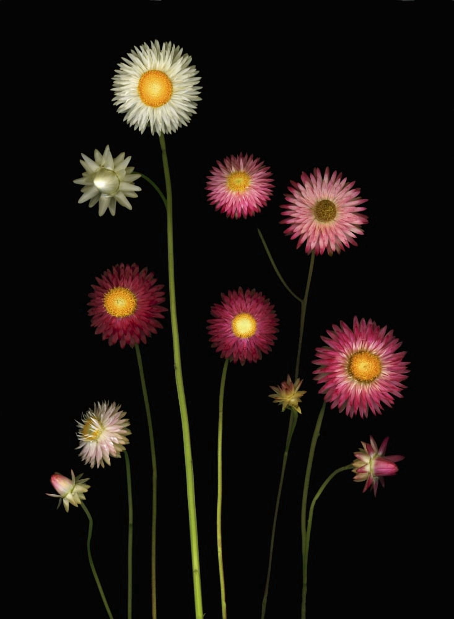 Flowers Canvas Art - Deddeda Design Pics (12 x 16)