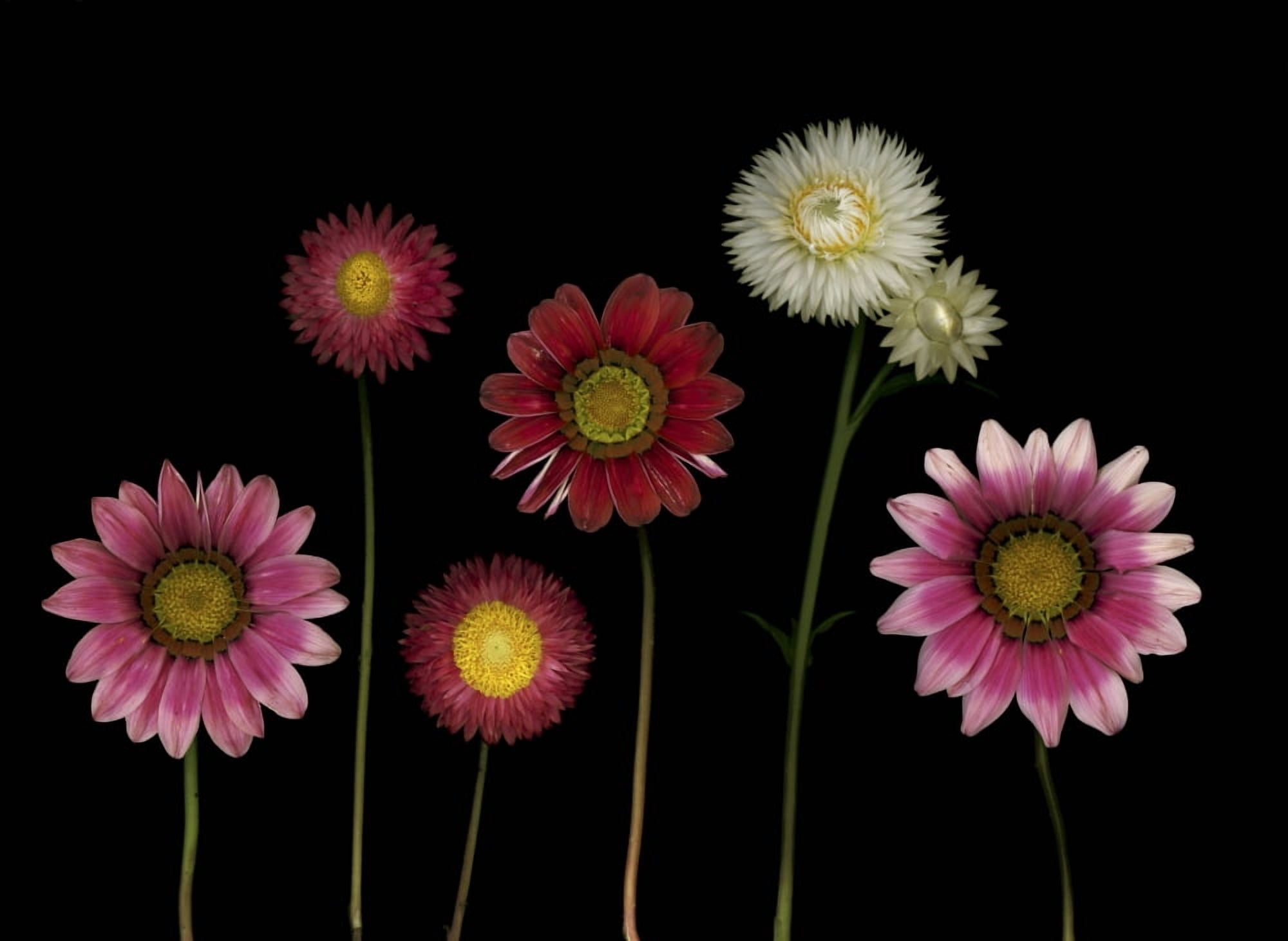 Flowers Canvas Art - Deddeda Design Pics (32 x 24)