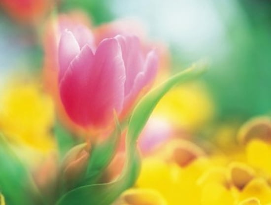 Flowers Canvas Art - Panoramic Images (36 x 28)