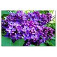 thumbnail image 1 of Flowers Ceramic Tile Mural Kitchen Backsplash Bathroom Shower, 402269-S64, 1 of 3