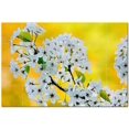 thumbnail image 1 of Flowers Ceramic Tile Mural Kitchen Backsplash Bathroom Shower, 402340-M64, 1 of 3