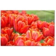 thumbnail image 1 of Flowers Ceramic Tile Mural Kitchen Backsplash Bathroom Shower, 402365-S64, 1 of 3
