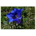 thumbnail image 1 of Flowers Ceramic Tile Mural Kitchen Backsplash Bathroom Shower, 402489-L64, 1 of 3