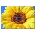 thumbnail image 1 of Flowers Ceramic Tile Mural Kitchen Backsplash Bathroom Shower, 402564-XL64, 1 of 3