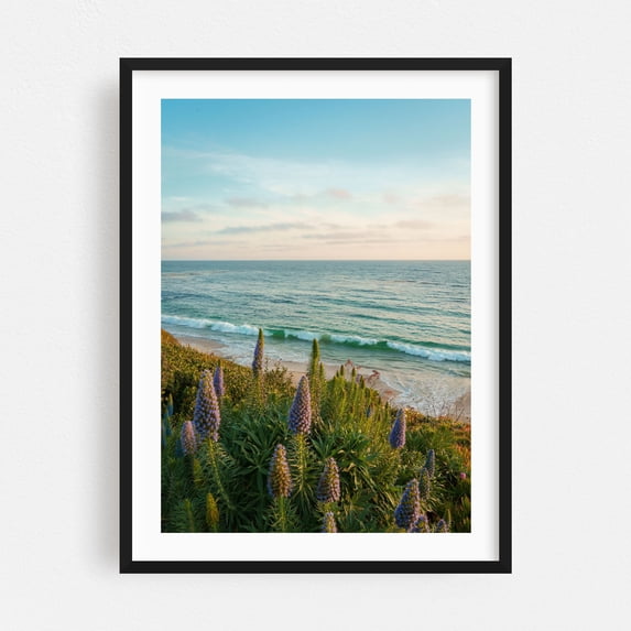 Flowers at Heisler Park, Laguna Beach - Laguna Beach California Photography Seascape Coast Ocean Beach Nature Scenic Flowers Black Framed Wall Art Print 20 x 30 inches