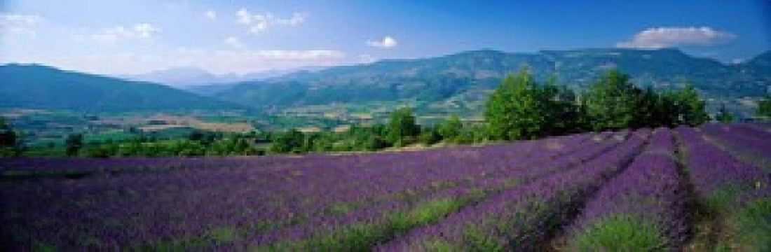 Flowers In Field Lavender Field La Drome Provence France Canvas Art - Panoramic Images (18 x 6)