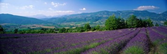 Flowers In Field Lavender Field La Drome Provence France Canvas Art - Panoramic Images (36 x 12)