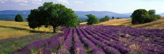 Flowers In Field Lavender Field La Drome Provence France Canvas Art - Panoramic Images (36 x 12)
