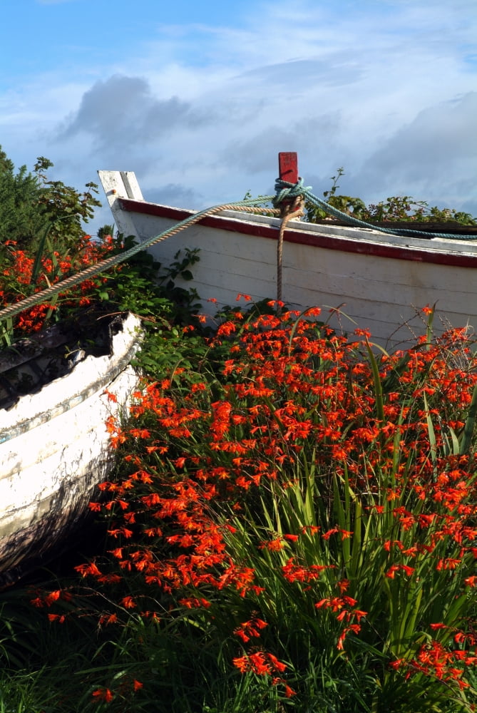 Flowers In Wooden Boat In Roundstone Galway Ireland Canvas Art - Peter Zoeller Design Pics (12 x 18)