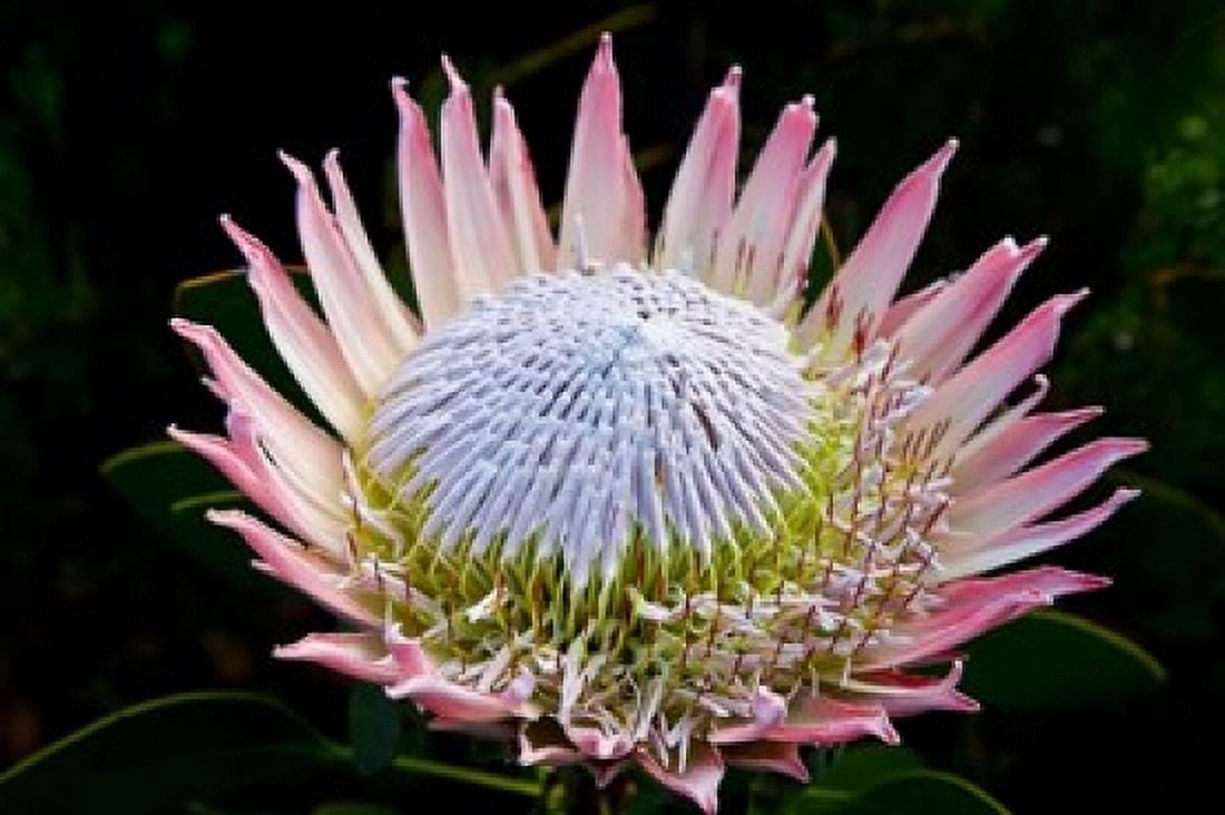 Flowers Kirstenbosch Gardens South Africa Canvas Art - Ralph H Bendjebar DanitaDelimont (17 x 11)