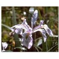 thumbnail image 1 of Flowers Npsh Ceramic Tile Mural Kitchen Backsplash Bathroom Shower, 405039-M54, 1 of 3