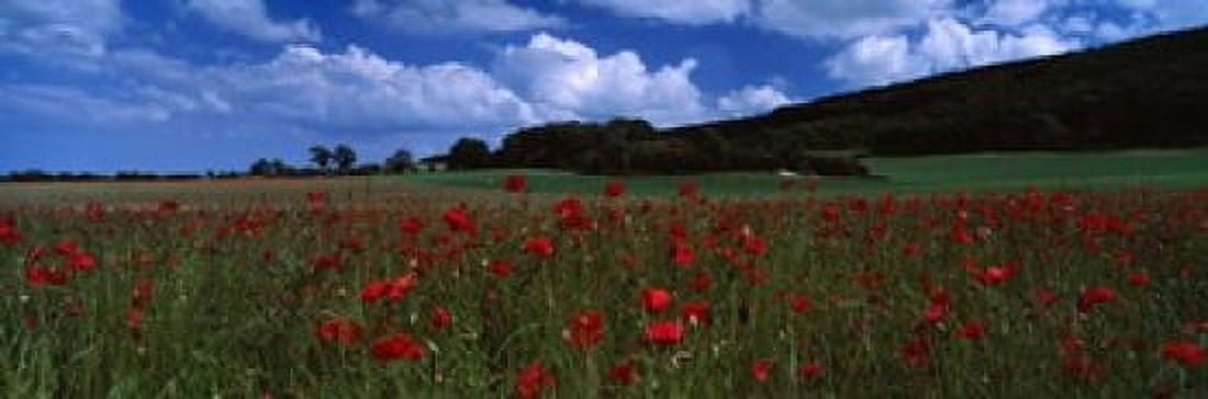 Flowers On A Field Staxton North Yorkshire England United Kingdom Canvas Art - Panoramic Images (18 x 6)
