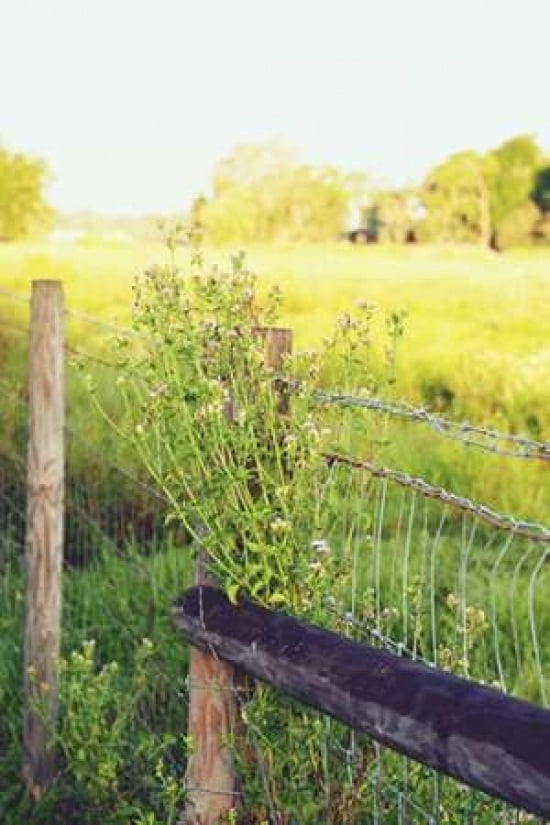 Flowers On The Fence II Canvas Art - Gail Peck  (24X36)