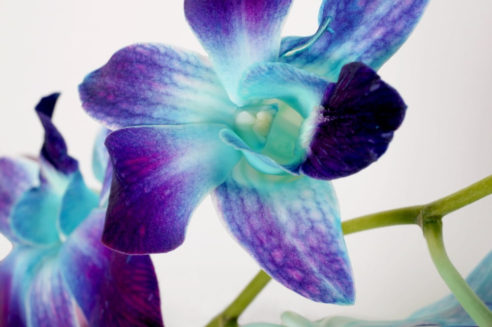 Flowers On White Background Canvas Art - Con Tanasiuk Design Pics (34 x 22)
