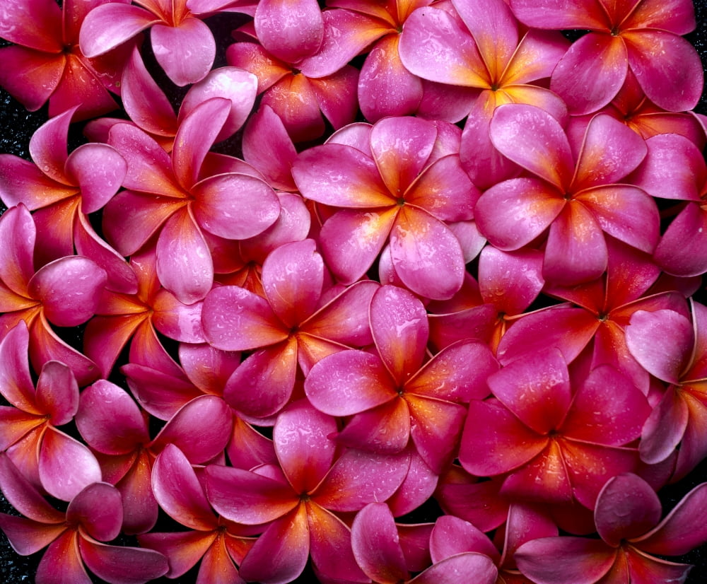 Flowers Pink Plumeria Frangipani Background B1595 Canvas Art - Tomas del Amo Design Pics (17 x 14)
