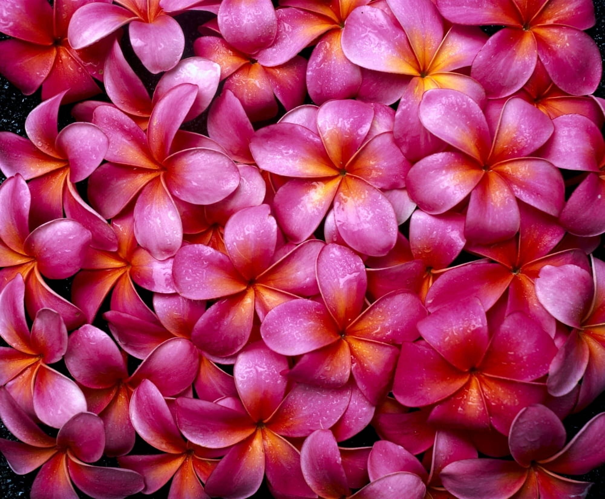 Flowers Pink Plumeria Frangipani Background B1595 Canvas Art - Tomas del Amo Design Pics (34 x 28)