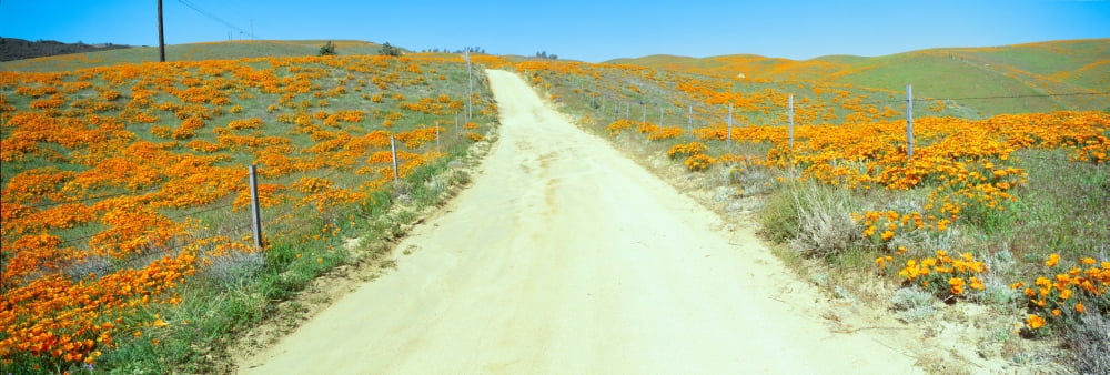 Flowers & Poppies Antelope Valley California Canvas Art - Panoramic Images (27 x 9)
