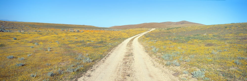 Flowers & Poppies Antelope Valley California Canvas Art - Panoramic Images (27 x 9)