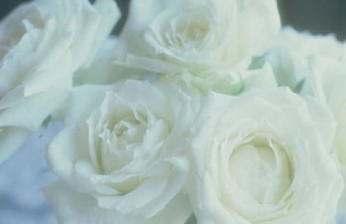 Flowers Roses Canvas Art - Panoramic Images (19 x 12)