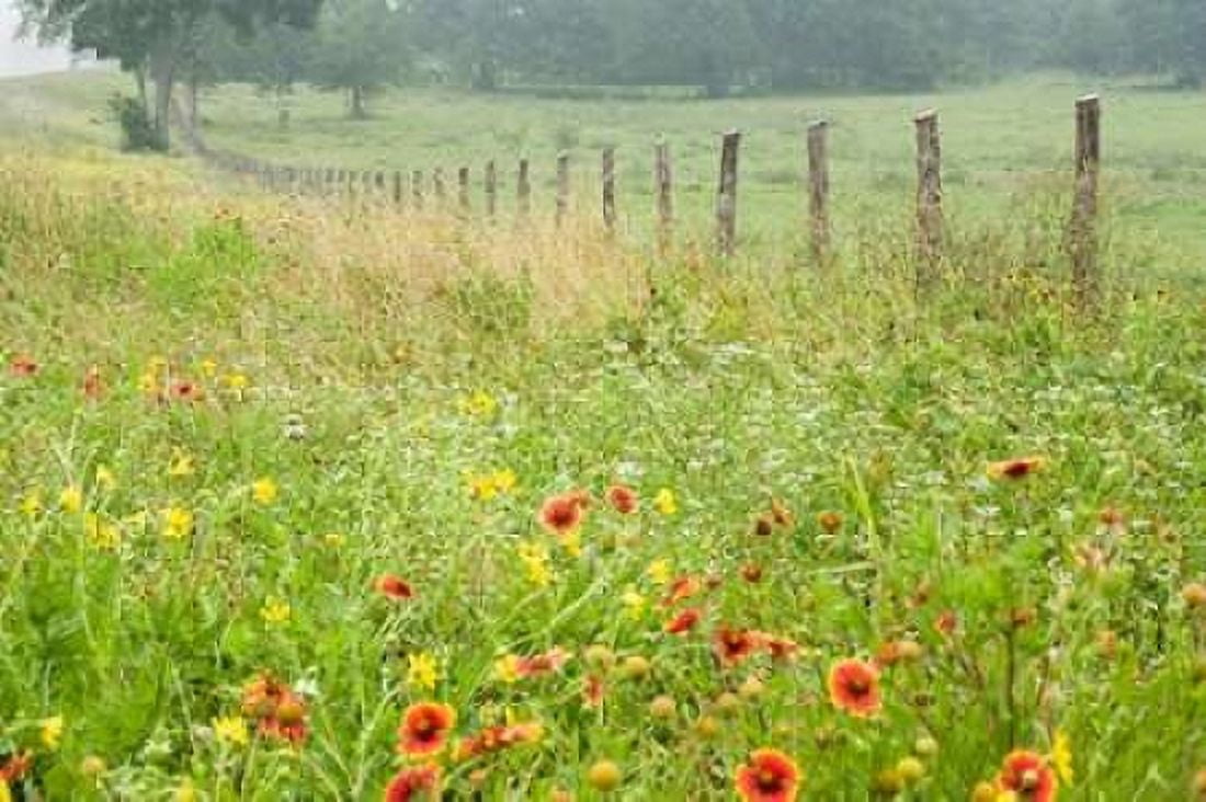 Flowers and Fence Canvas Art - Karin Connolly (12 x 18)
