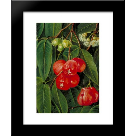 Flowers and Fruit of the Jamboa Boll, Java 20x24 Framed Art Print by North, Marianne