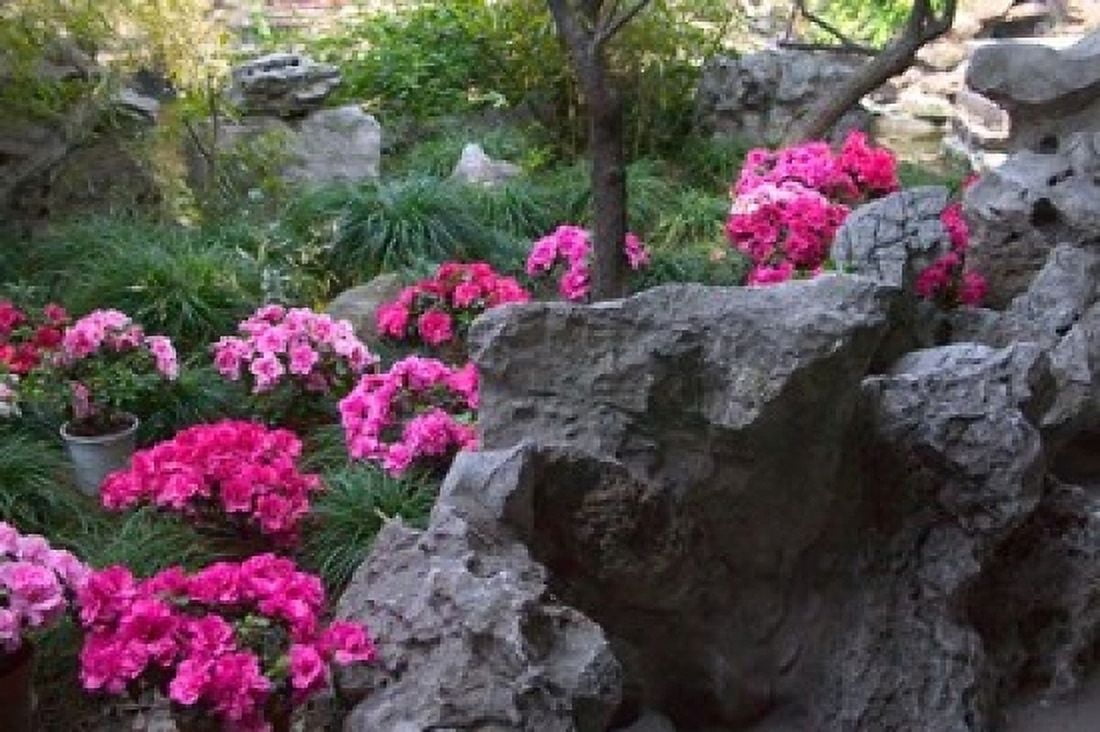 Flowers and Rocks in Traditional Chinese Garden China Canvas Art - Keren Su DanitaDelimont (24 x 15)