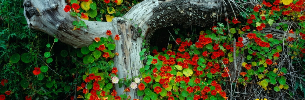 Flowers and log Route 1 Northern California Canvas Art - Panoramic Images (27 x 9)