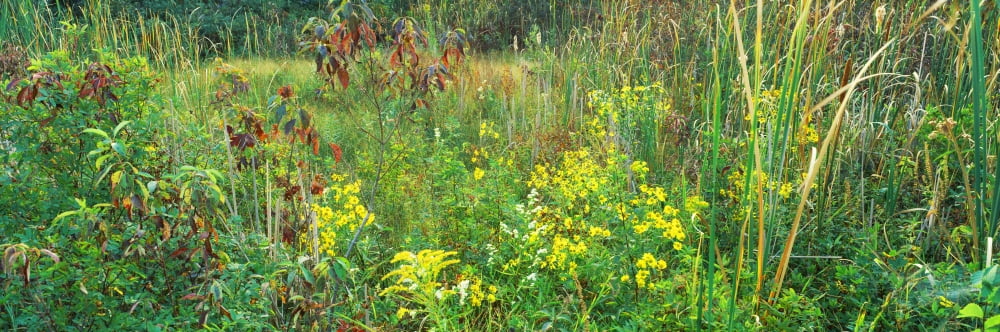 Flowers and plants Springville Marsh State Nature Preserve Ohio USA Canvas Art - Panoramic Images (36 x 12)