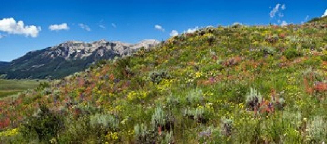 Flowers and whetstone on hillside Mt Vista Colorado USA Canvas Art - Panoramic Images (15 x 7)