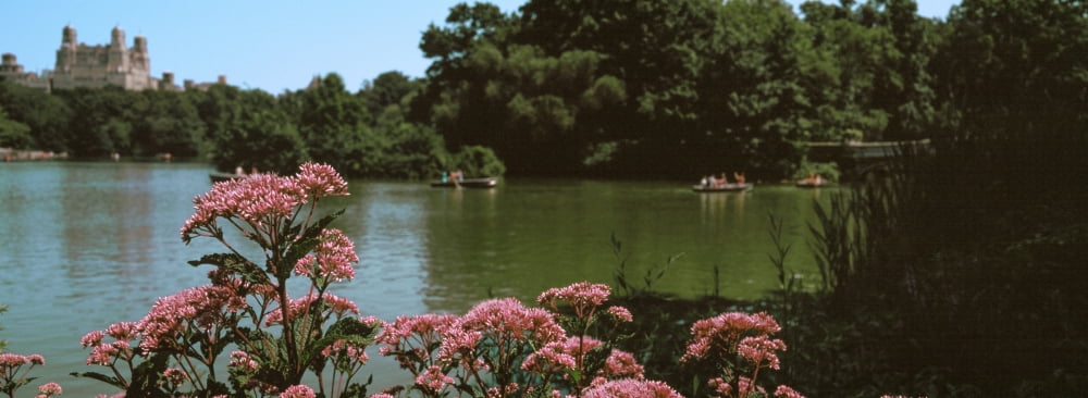 Flowers at the waterfront Central Park Manhattan New York City New York State USA Canvas Art - Panoramic Images (27 x 9)