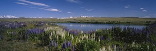 Flowers blooming at the lakeside Lake Pukaki Mt Cook Mt Cook National Park South Island New Zealand Canvas Art - Panoramic Images (36 x 12)