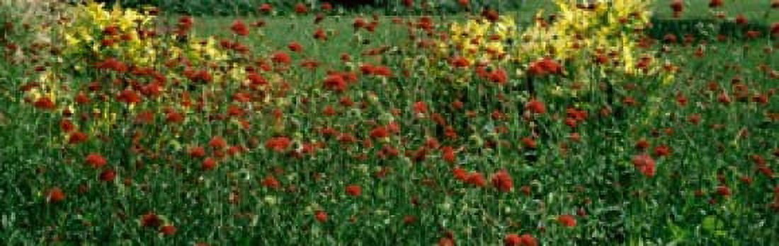 Flowers in a botanical garden Buffalo And Erie County Botanical Gardens Buffalo Erie County New York State USA Canvas Art - Panoramic Images (36 x 12)