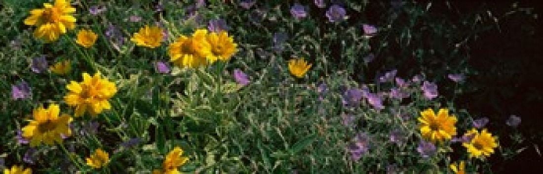 Flowers in a botanical garden Buffalo And Erie County Botanical Gardens Buffalo Erie County New York State USA Canvas Art - Panoramic Images (36 x 12)