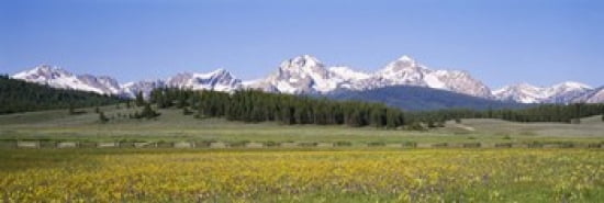 Flowers in a field with a mountain in the background Sawtooth Mountains Sawtooth National Recreation Area Stanley Idaho USA Canvas Art - Panoramic Images (36 x 12)
