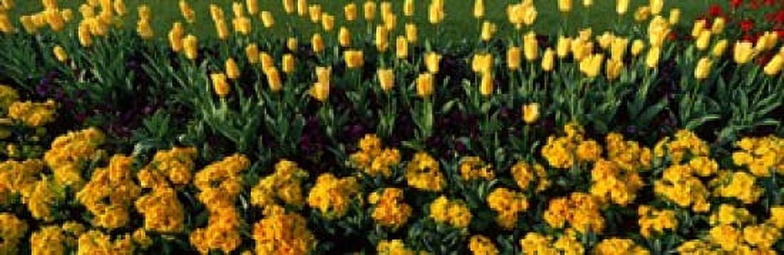 Flowers in Hyde Park City of Westminster London England Canvas Art - Panoramic Images (36 x 12)