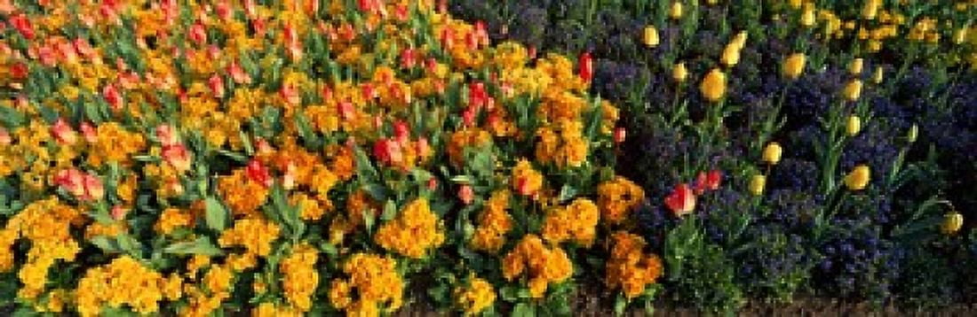 Flowers in Hyde Park City of Westminster London England Canvas Art - Panoramic Images (36 x 12)