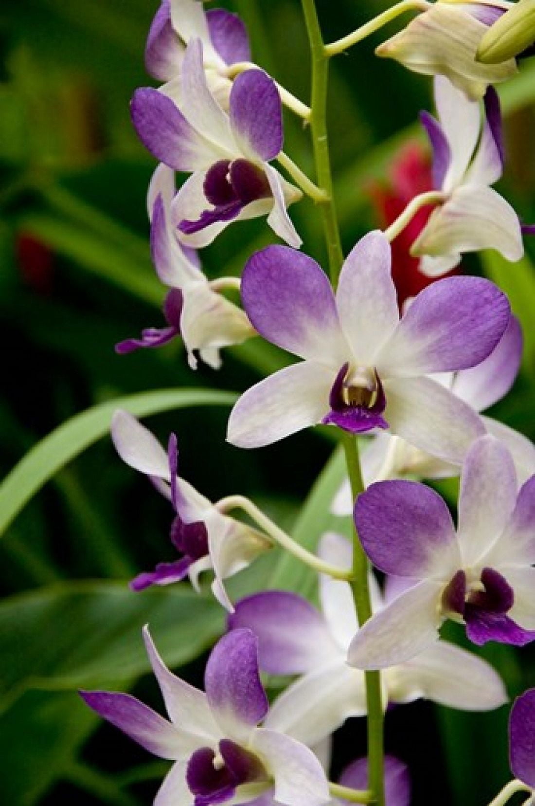 Flowers in National Orchid Garden Singapore Canvas Art - Cindy Miller Hopkins DanitaDelimont (23 x 34)