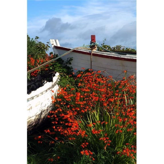 Flowers in Wooden Boat in Roundstone Galway Ireland Poster Print by Peter Zoeller, 24 x 36 - Large