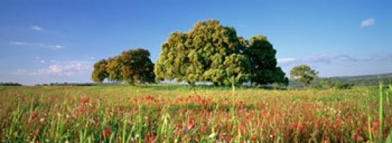 Flowers in a field Andalusia Spain Canvas Art - Panoramic Images (36 x 13)