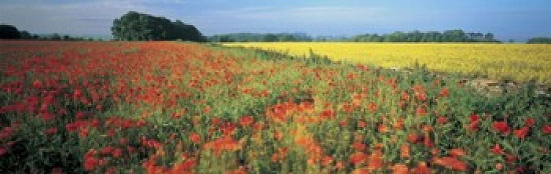 Flowers in a field Bath England Canvas Art - Panoramic Images (18 x 6)