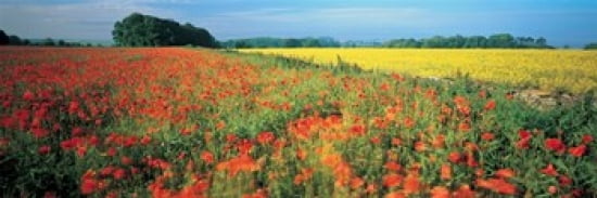 Flowers in a field Bath England Canvas Art - Panoramic Images (36 x 12)