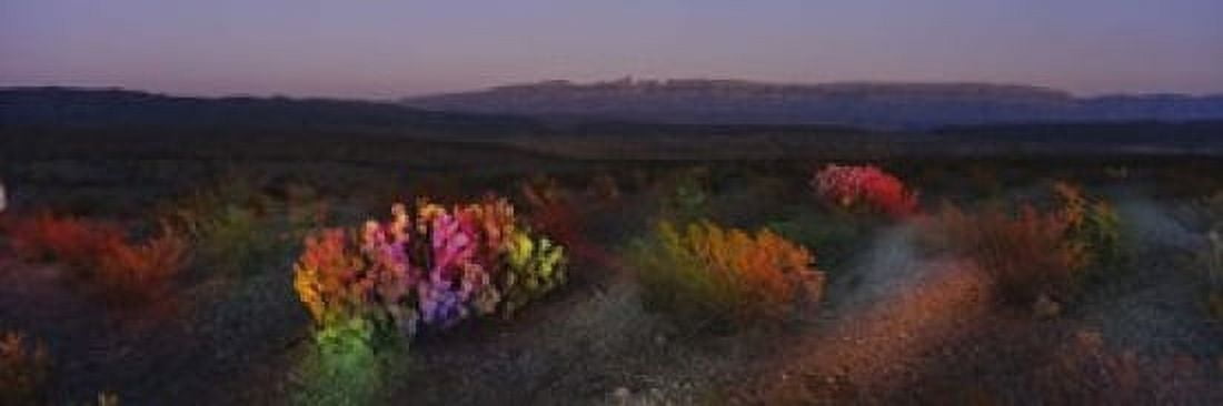 Flowers in a field Big Bend National Park Texas USA Canvas Art - Panoramic Images (18 x 6)