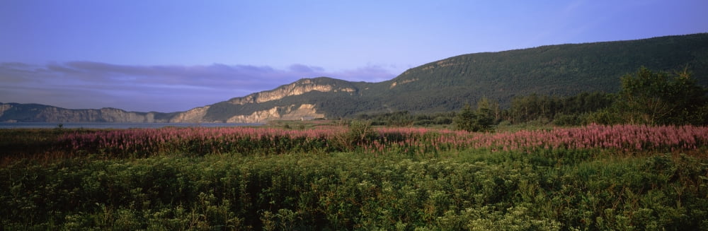 Flowers in a field Cap Bon Ami Forillon National Park Quebec Canada Canvas Art - Panoramic Images (12 x 36)