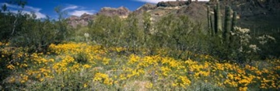 Flowers in a field Organ Pipe Cactus National Monument Arizona USA Canvas Art - Panoramic Images (36 x 12)