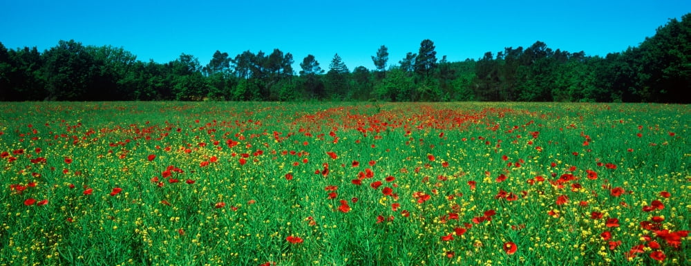 Flowers in a field Provence-Alpes-Cote dAzur France Canvas Art - Panoramic Images (36 x 12)